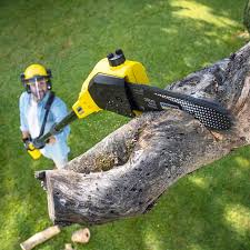 Best Stump Grinding and Removal  in Middlebury, IN