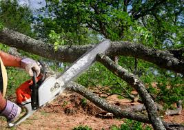 Trusted Middlebury, IN Tree Removal Experts