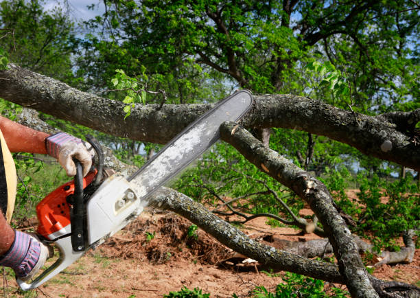 How Our Tree Care Process Works  in  Middlebury, IN
